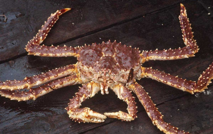 帝王蟹進(jìn)口清關(guān)手續(xù)