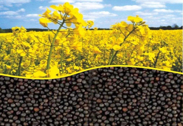 加拿大油菜籽進口報關資料