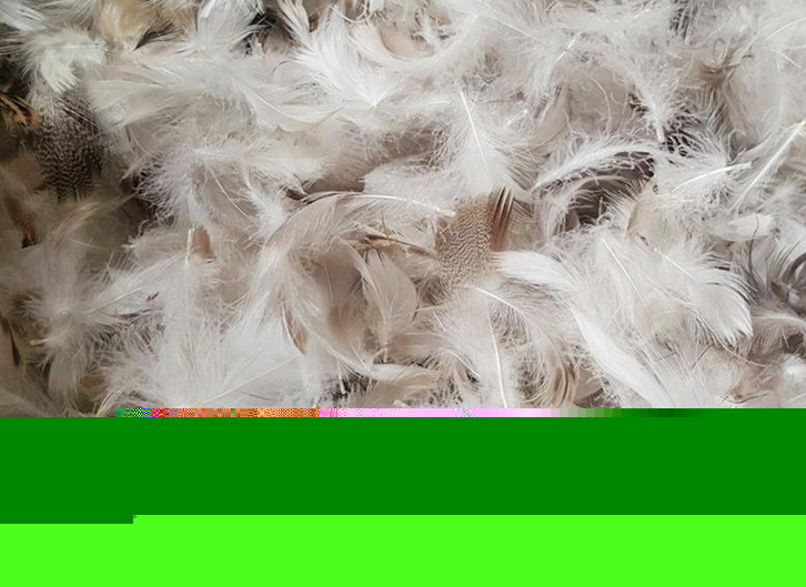 上海進口臺灣鴨毛報關流程