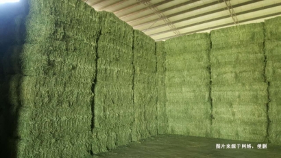 深圳進(jìn)口意大利苜蓿草報(bào)關(guān)流程_飼料進(jìn)口通關(guān)要點(diǎn)