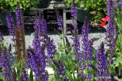 馬來西亞鼠尾草進(jìn)口報(bào)關(guān)資料_廣州香料清關(guān)流程