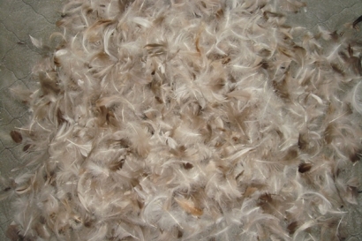 越南鴨毛進口報關沒有你想象得那么復雜