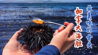 加拿大進口海膽清關(guān)費用多少錢？