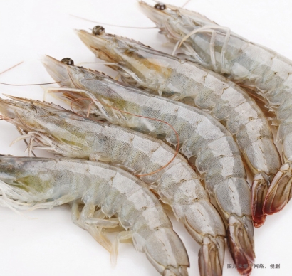 大連進口厄瓜多爾白蝦報關流程-冷凍水產品報關行