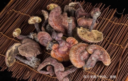 越南靈芝進口報關資料_廣州藥食同源藥材通關要點