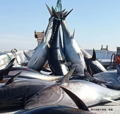 美國金槍魚進口報關(guān)費用_省50%冷凍魚清關(guān)費用