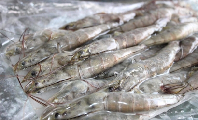 越南蝦進口報關流程技巧講解，get到了嗎