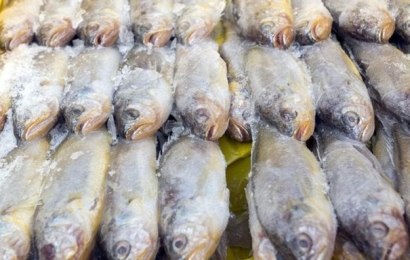 青島冷凍魚進口清關(guān)實用知識，建議看看