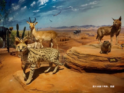 瀕危野生動(dòng)物標(biāo)本進(jìn)口報(bào)關(guān)流程_如何進(jìn)口動(dòng)物制品