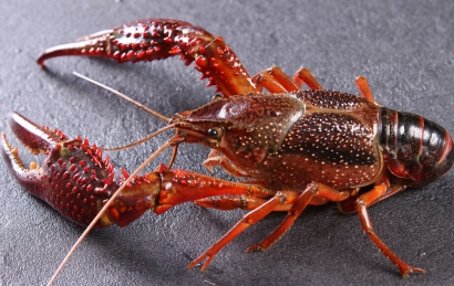 鮮活小龍蝦進(jìn)口清關(guān)怎么操作？需要多長(zhǎng)時(shí)間？