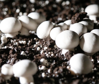 ????青島進口食用菌種報關公司：食用菌種進口審批資料