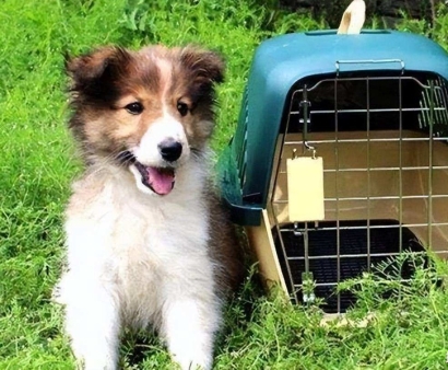 北京機(jī)場寵物進(jìn)口報(bào)關(guān)資料_回國寵物訂艙空運(yùn)費(fèi)用