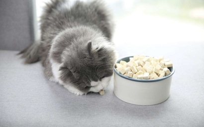 凍干寵物食品進(jìn)口報關(guān)的流程是怎樣的？