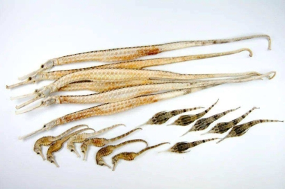 進口泰國干海馬報關多少錢？動物源性藥材報關資料