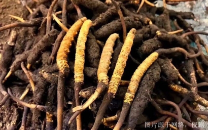 安徽進(jìn)口印度中藥材報(bào)關(guān)流程_印度準(zhǔn)予進(jìn)口藥材種類