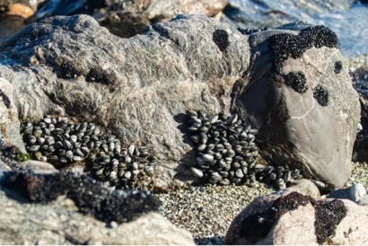 巖石進口清關(guān)代理流程及資料_進口巖石注意事項