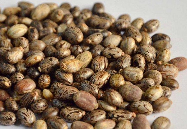 蓖麻籽進口報關(guān)代理公司 蓖麻籽進口報關(guān)_副本.jpg