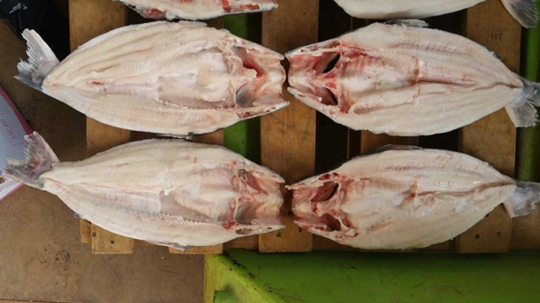 1631528522895121.jpg 越南巴沙魚進口報關_副本.jpg