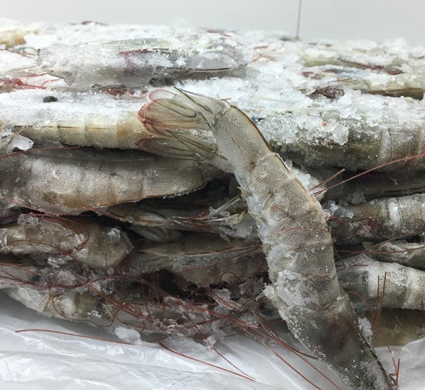 1630297507565310.jpg 上海冷凍水產(chǎn)品進口清關代理_副本.jpg