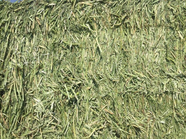 牧草進(jìn)口清關(guān)代理小知識,超詳細(xì) 牧草進(jìn)口清關(guān)代理