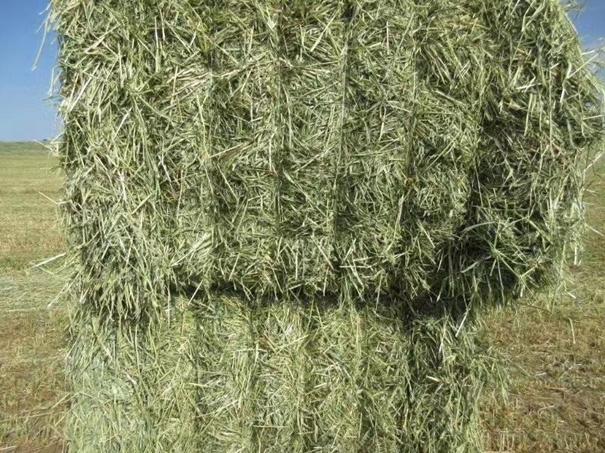 1626261460436727.jpg 牧草進(jìn)口_副本.jpg