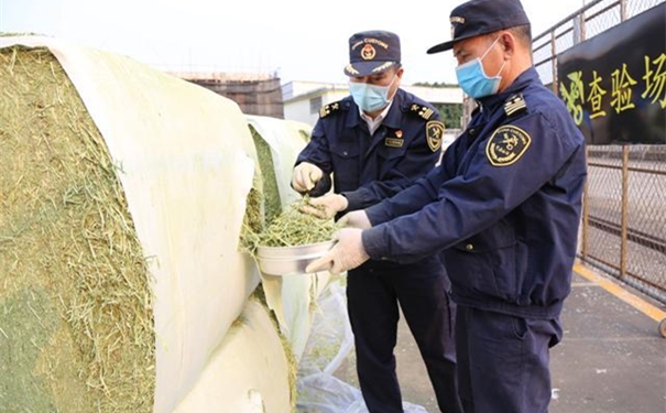 苜蓿草進(jìn)口報關(guān)注意事項(xiàng)有哪些? 苜蓿草進(jìn)口報關(guān)