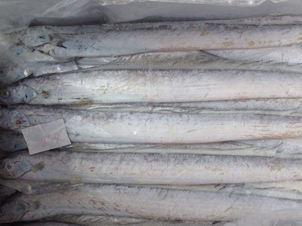 1630297459542776.jpg 上海冷凍水產(chǎn)品進口清關代理公司_副本.jpg