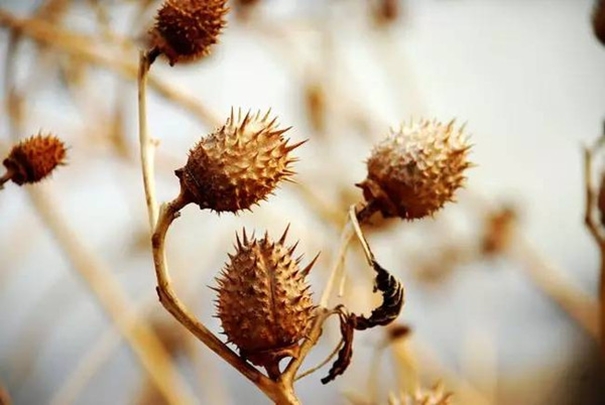 1626431389900013.jpg 蓖麻籽_副本.jpg